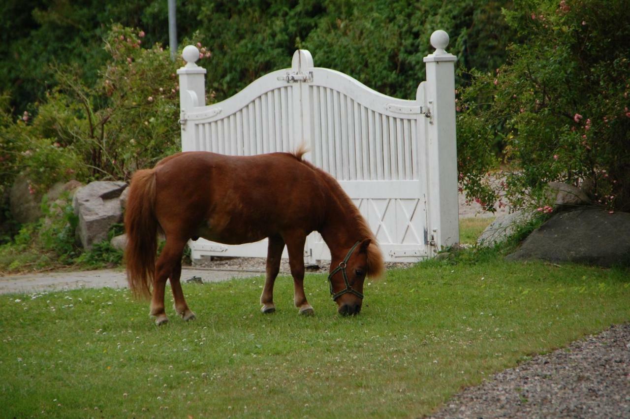 Ostseepferdehof Neukirchen  Esterno foto